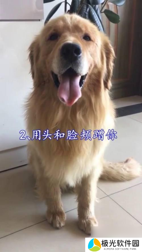 狗狗怎么示好 如何判断狗狗的态度